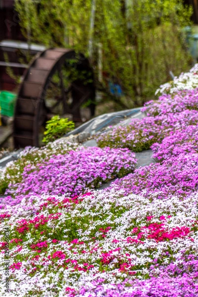 Obraz 岐阜県郡上市　 鮮やかな満開の芝桜　5月
