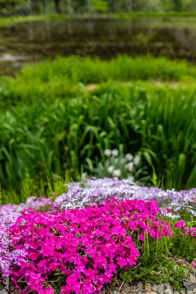 Obraz 岐阜県郡上市　 鮮やかな満開の芝桜　5月
