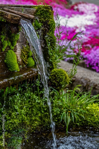 Obraz 岐阜県郡上市　 鮮やかな満開の芝桜　5月
