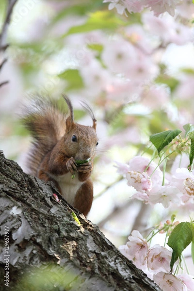 Fototapeta エゾリス,ネズミ目,リス科,リス属,キタリス種の亜種