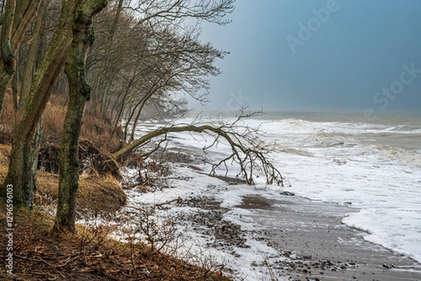 Obraz Die Ostseeküste auf Fehmarn während eines Sturms mit umgestürzten Bäumen