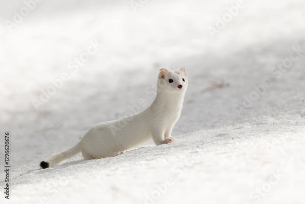 Obraz Long-tailed Weasel