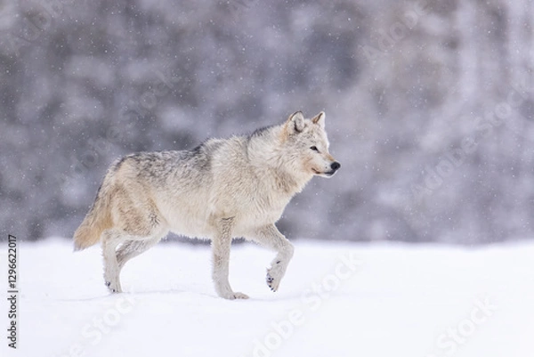 Obraz Gray Wolf walking in snow