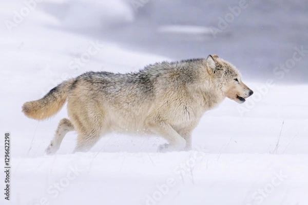 Obraz Gray Wolf walking in snow