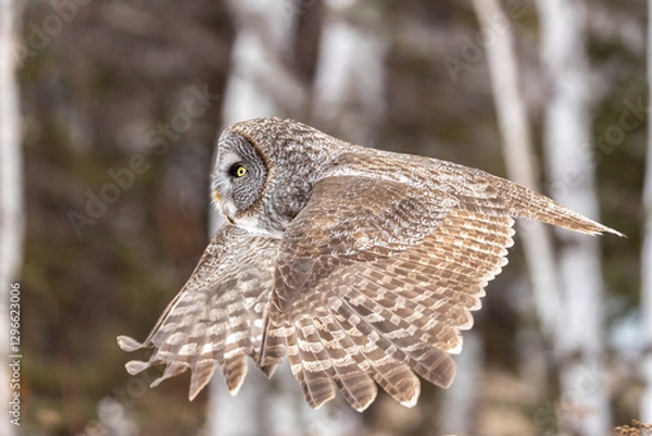 Obraz Great Gray Owl