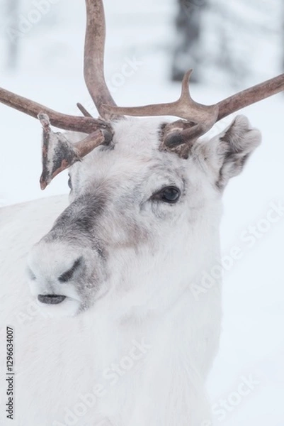 Obraz Portrait of a reindeer