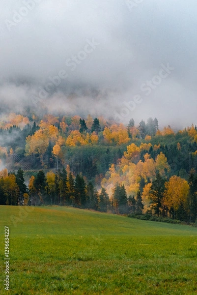 Obraz Nordic autumn landscape, misty woods
