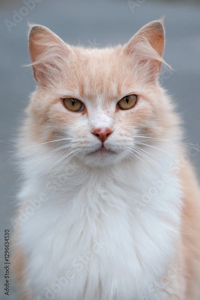 Obraz Portrait of a cat with fluffy ears