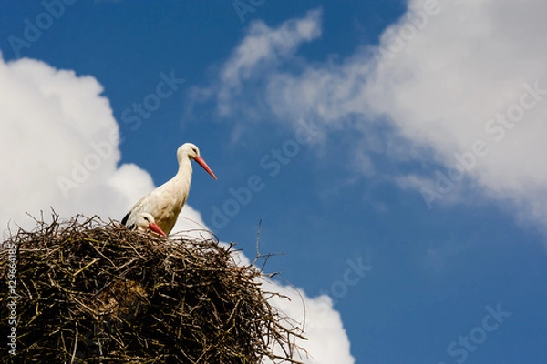 Obraz Stork, a couple of  