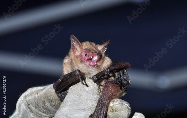 Fototapeta Pipistrello
