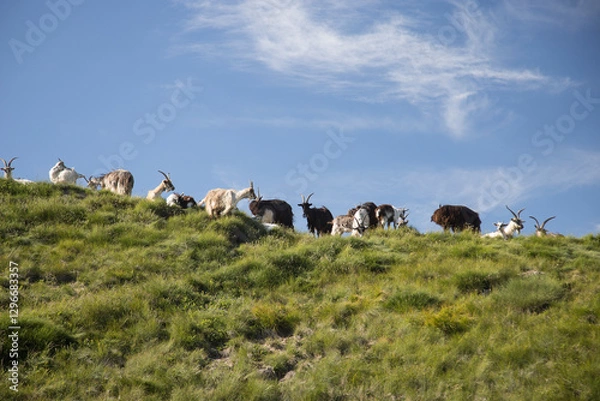 Obraz Group of goats.
Goats grazing in a mountain meadow.