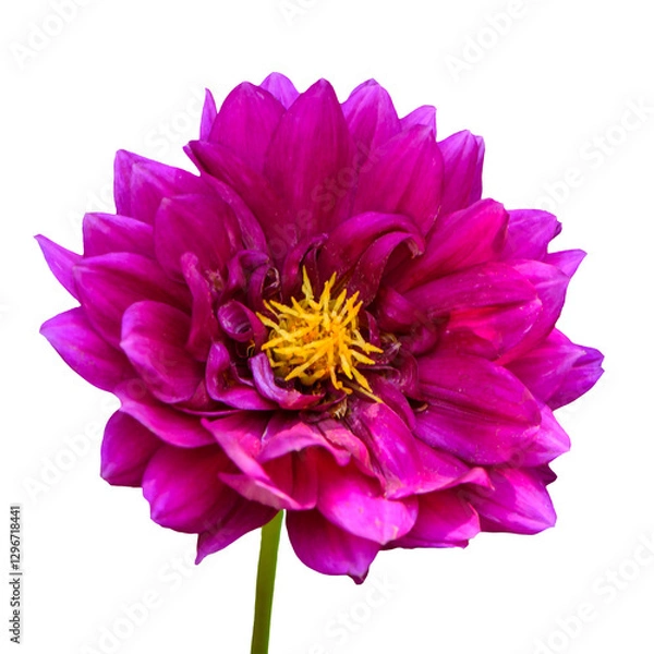 Obraz pink dahlia isolated on transparent background