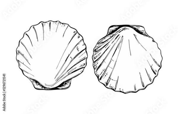 Fototapeta Hand-drawn sketch illustration of a scallop with detailed lines and shading. This vintage-style scallop design is perfect for seafood menus, packaging, prints, and marine-themed projects.