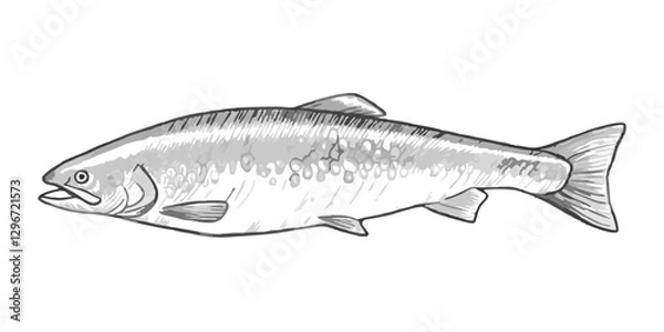 Fototapeta Hand-drawn sketch illustration of a salmon fish with detailed line art. This vintage-style salmon design is perfect for seafood menus, packaging, and fishing-themed projects.