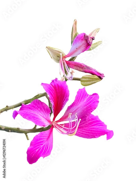 Obraz Purple Orchid Tree isolated on transparent background