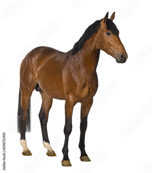 Fototapeta Studio shot of a brown horse standing against a transparent background