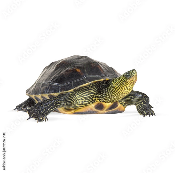 Fototapeta Isolated profile of a chinese stripe necked turtle - mauremys sinensis - walking on a transparent background