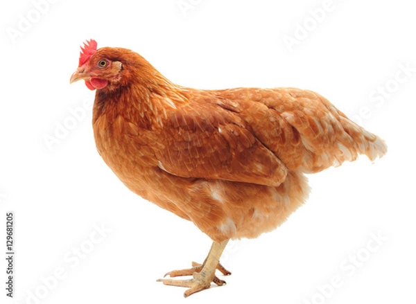 Obraz The chicken Lohmann Brown