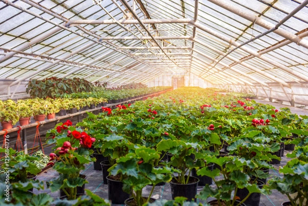 Fototapeta Greenhouse filled with blooming red Begonia plants, arranged in neat rows, creating an environment ideal for cultivation and growth. 