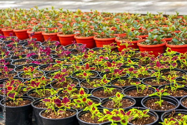 Fototapeta The colorful Coleus plants with red and green leaves growing in individual red and black pots inside a greenhouse. 