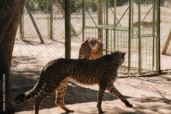 Fototapeta Wild cat Cheetah in one of african nature reserves before feeding