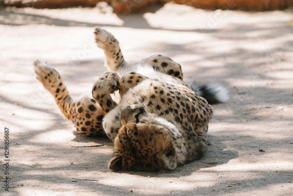 Fototapeta Wild cat Cheetah lying down after feeding in one of african nature reserves after feeding