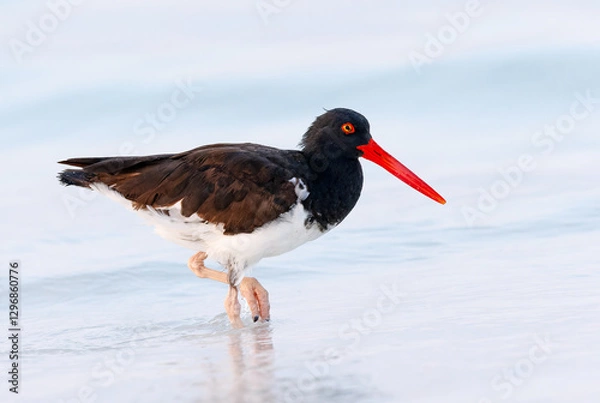 Fototapeta American Oystercatcher foraging at the edge of a beach  - Galapagos Islands