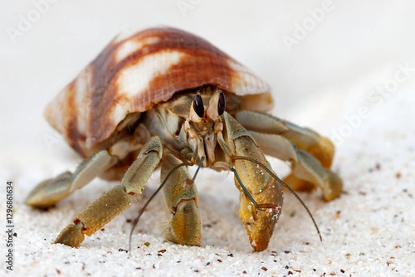 Obraz Galapagos Hermit Crab