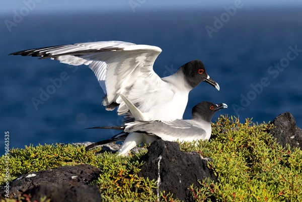 Fototapeta Swallow-tailed Gulls copulating on a rock overlooking the Pacific Ocean