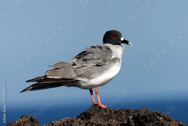Fototapeta Swallow-tailed Gull perched on a rock overlooking the Pacific Ocean