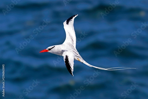 Fototapeta Red-billed Tropicbird in flight - Galapagos Islands