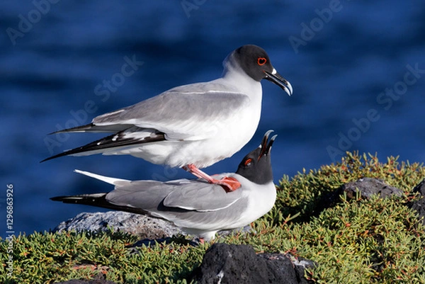 Fototapeta Swallow-tailed Gulls copulating on a rock overlooking the Pacific Ocean