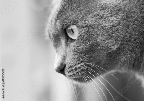 Obraz monochrome cat