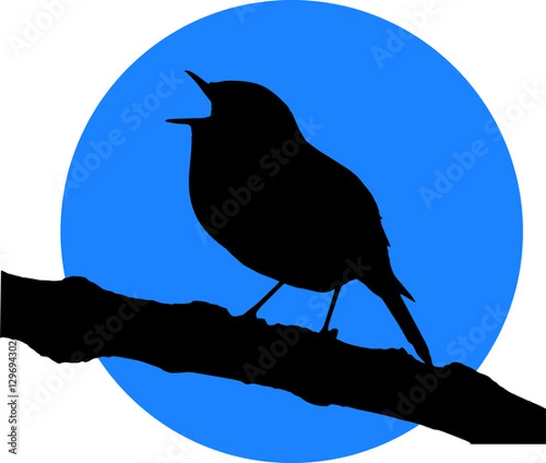 Fototapeta Singing bird