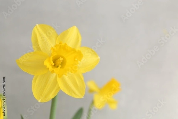 Fototapeta Yellow narcissus flowers on grey background, closeup. Space for text