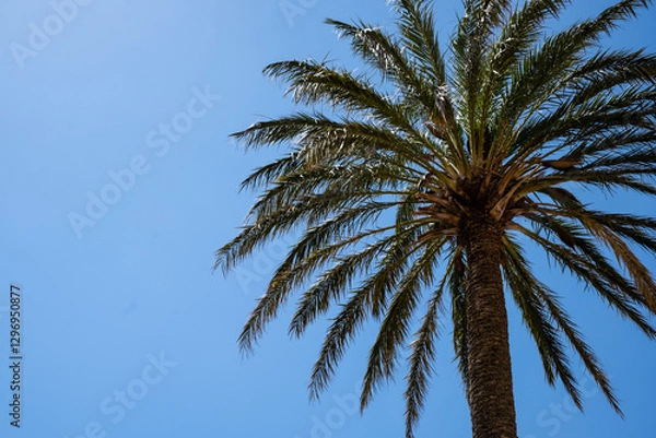 Obraz Blue sky and palm tree. 