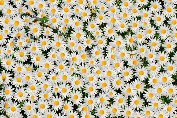 Fototapeta Wild daisy flowers growing on meadow. Meadow with lots of white and pink spring daisy flowers. panoramic spring web banner.	