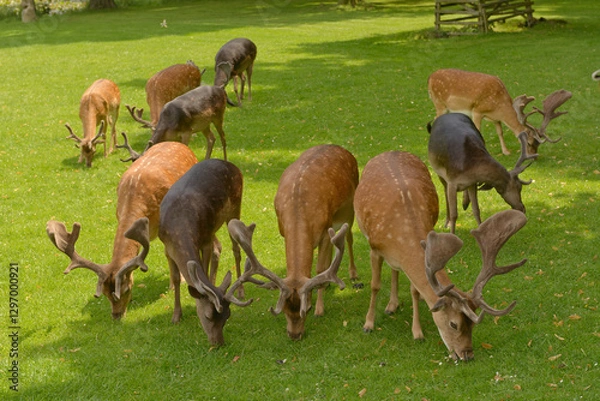 Fototapeta Fallow deer in the grounds of Blatna Castle, Czech Republic