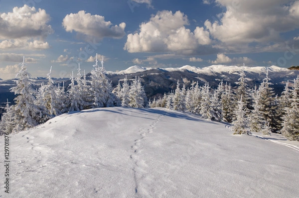 Fototapeta Winter landscape in mountains with  fir trees