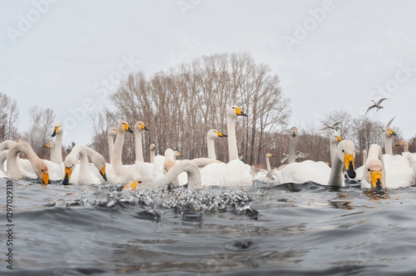 Fototapeta feeding whooper swans