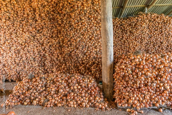 Obraz Paiol de cebola