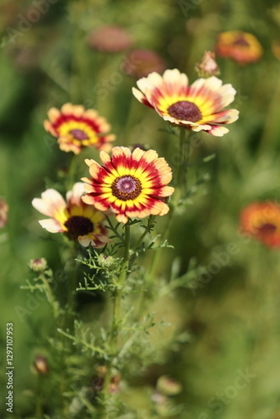 Obraz Kiel-Wucherblume