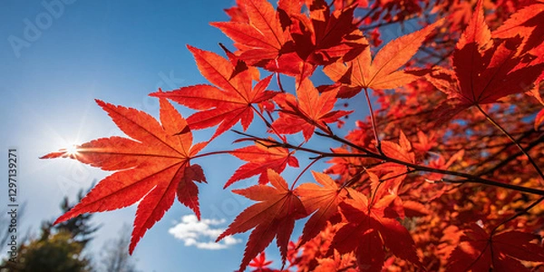 Obraz Red Maple Leaves Against a Blue Sky