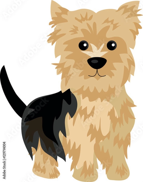 Obraz yorkshire terrier dog at one color background