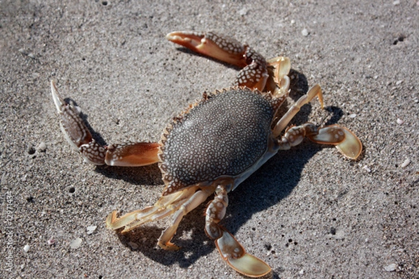 Fototapeta Crab