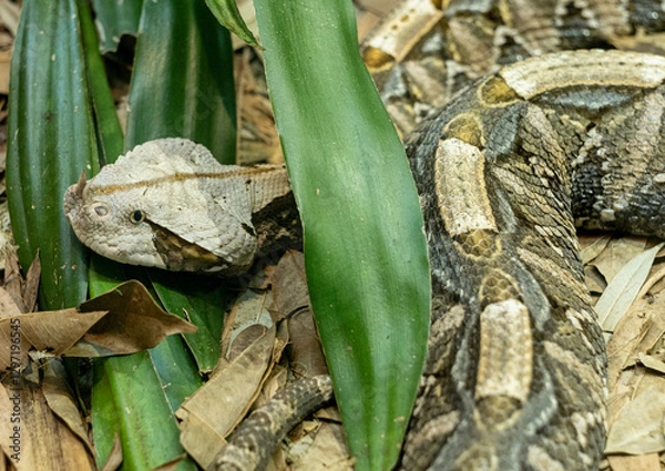 Fototapeta Gaboon viper, Bitis gabonica, partially hidden in forest undergrowth.