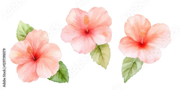 Fototapeta Soft Watercolor Illustration of Three Peach Hibiscus Flowers with Green Leaves on a White Background