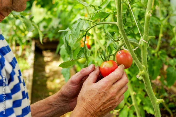 Fototapeta Close-up of a farmer harvesting fresh tomatoes in a greenhouse. Farm-to-table practices ensure quality, pesticide-free produce for home and market consumption