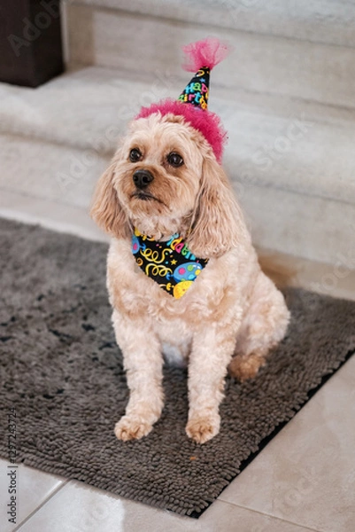 Fototapeta Cavapoo Doggy enjoys her bithday