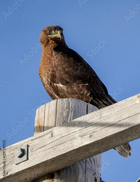 Fototapeta Swainson's hawk perched on a wooden post against blue sky